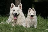 BERGER BLANC SUISSE - ADULTS ET PUPPIES 073